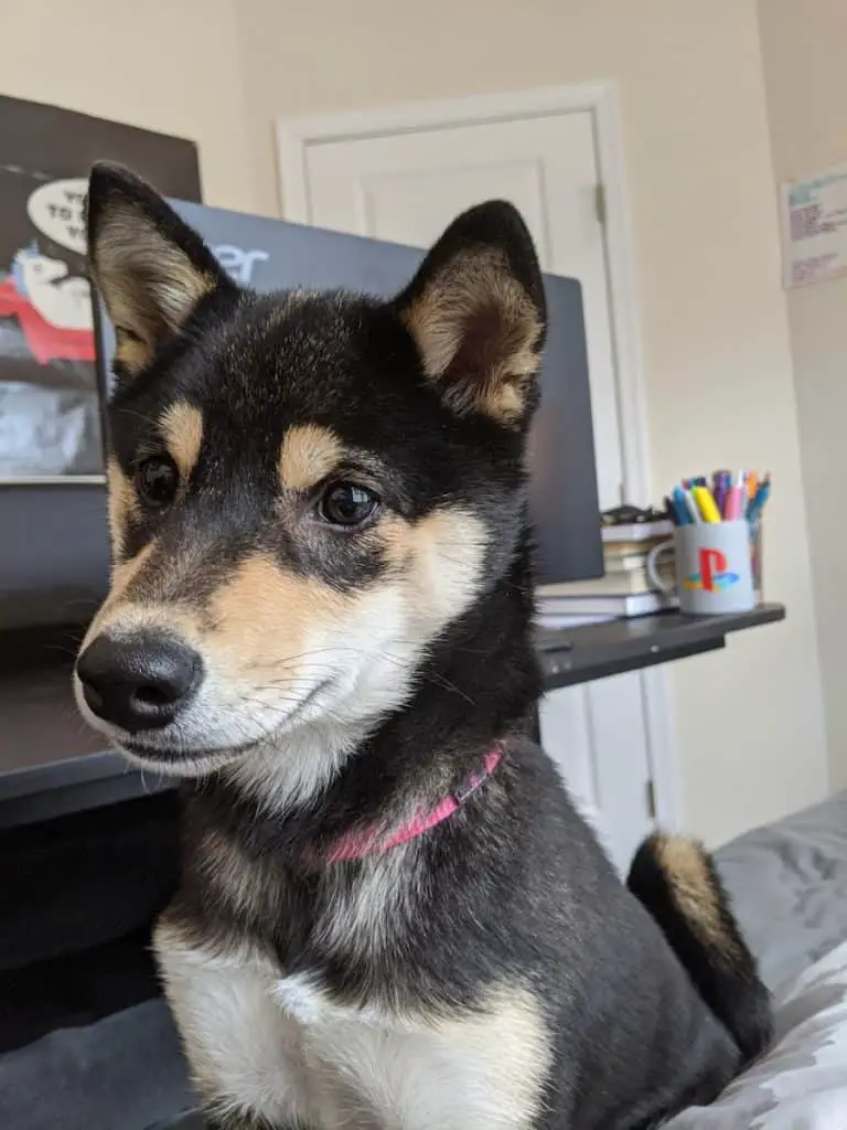 non-fluffy shiba inu sitting on a bed next to a desk