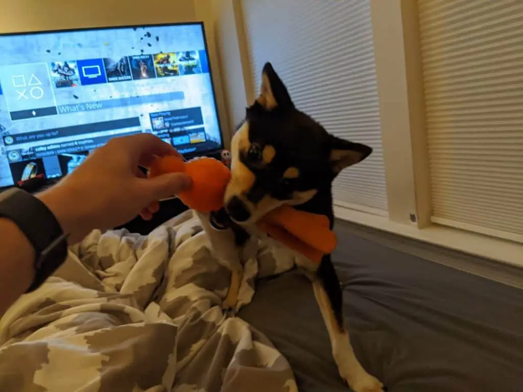 shiba inu puppy biting redirected to a chew toy
