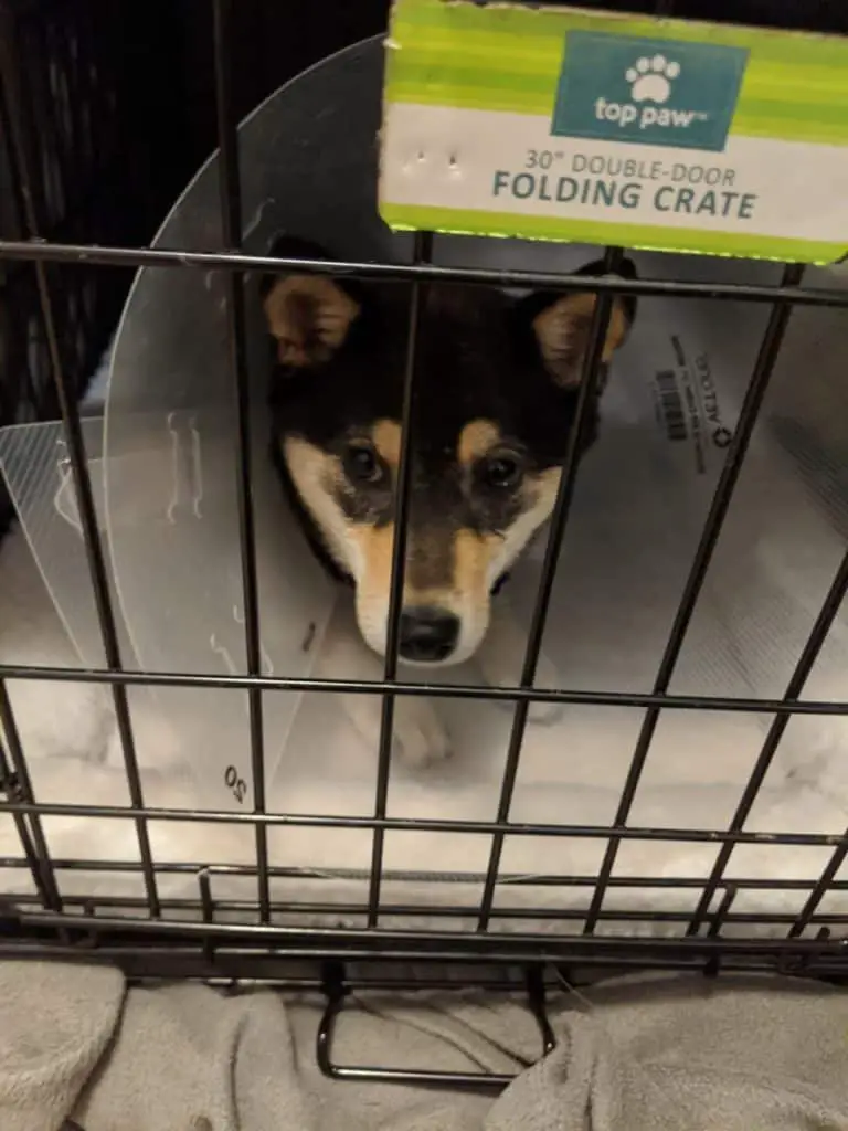 shiba inu laying in a crate with a cone on after surgery