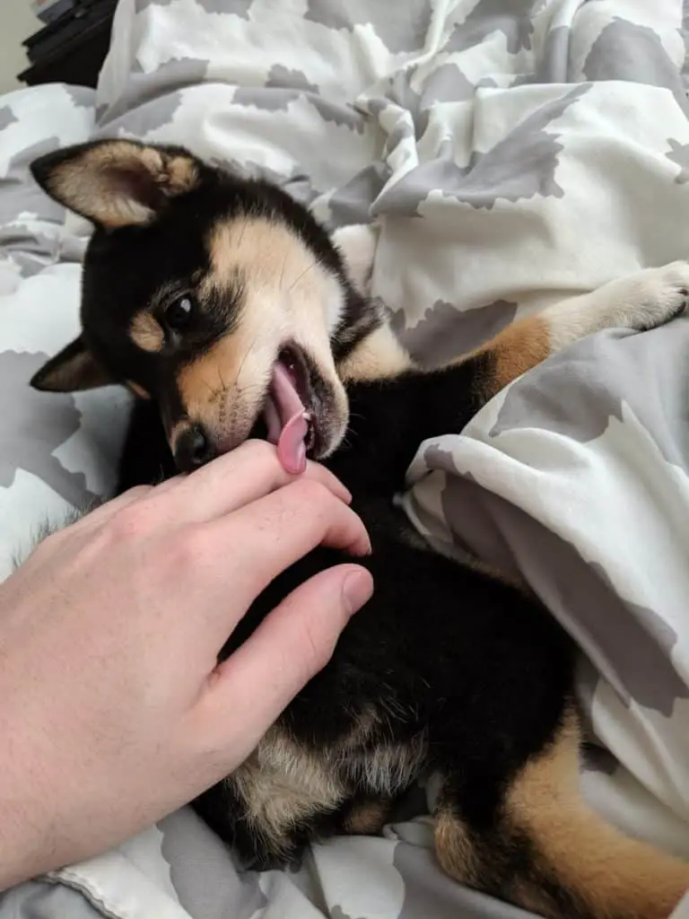 shiba inu puppy licking a hand