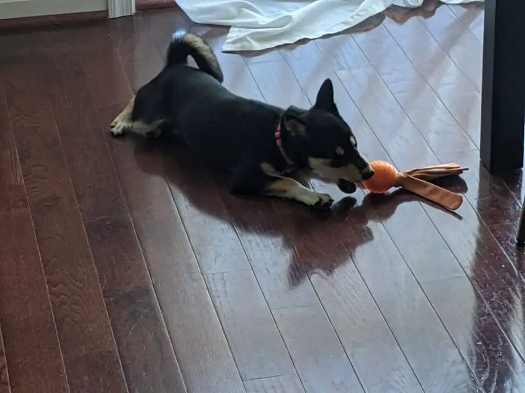 shiba inu puppy laying on a hardwood floor chewing on a toy with her tail held high