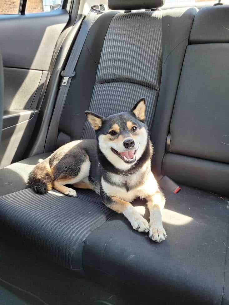 shiba inu laying down in a parked car