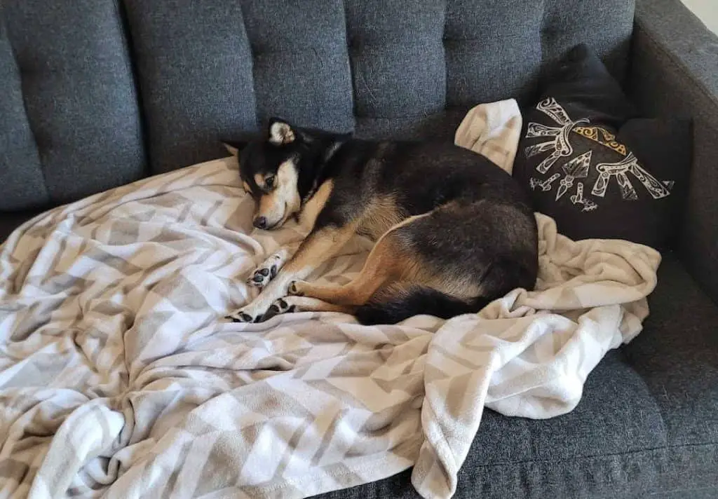 shiba inu alone in apartment on couch with blanket