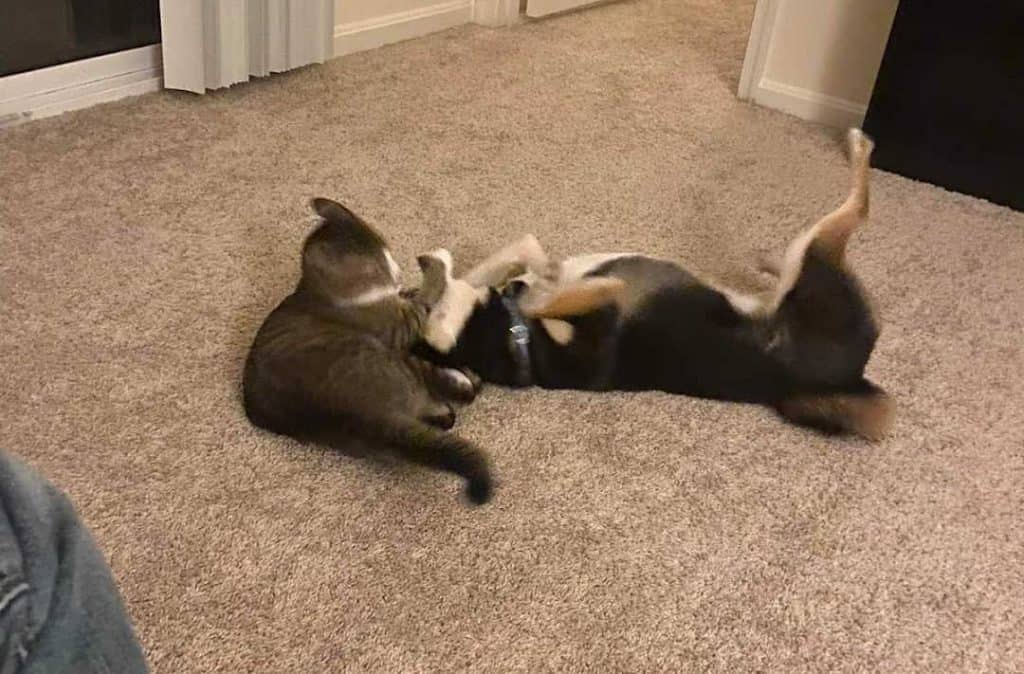 shiba inu playing with a cat on carpet