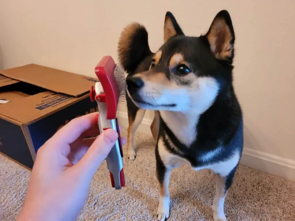 female shiba inu about to be brushed using a slicker brush
