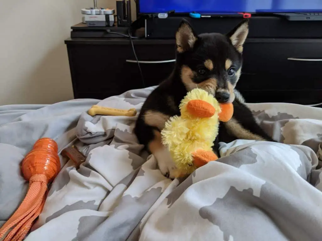 shiba inu puppy growling at a person while defending a chew toy