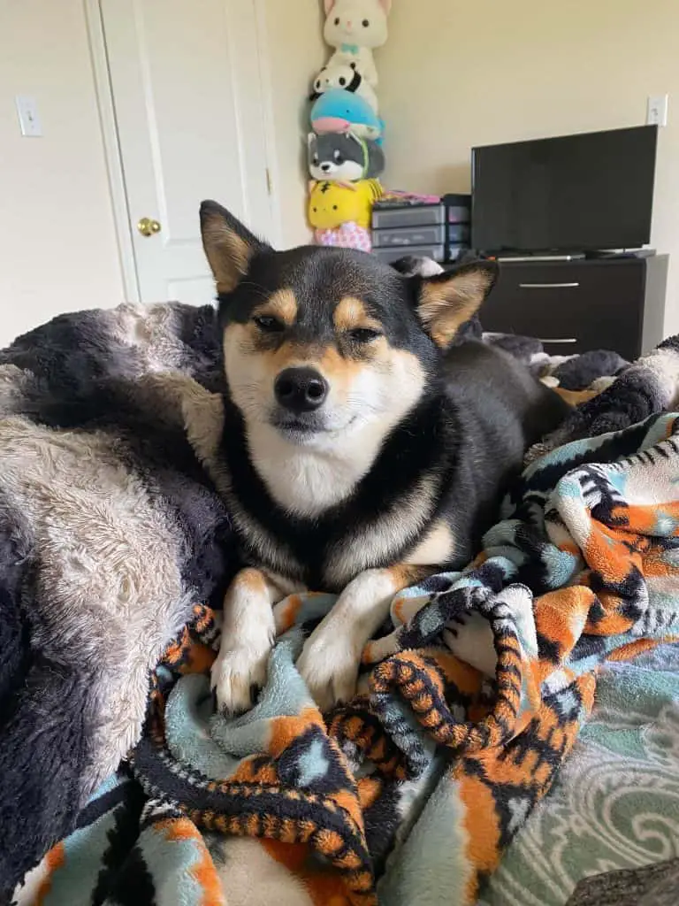 shiba inu's face after sneezing