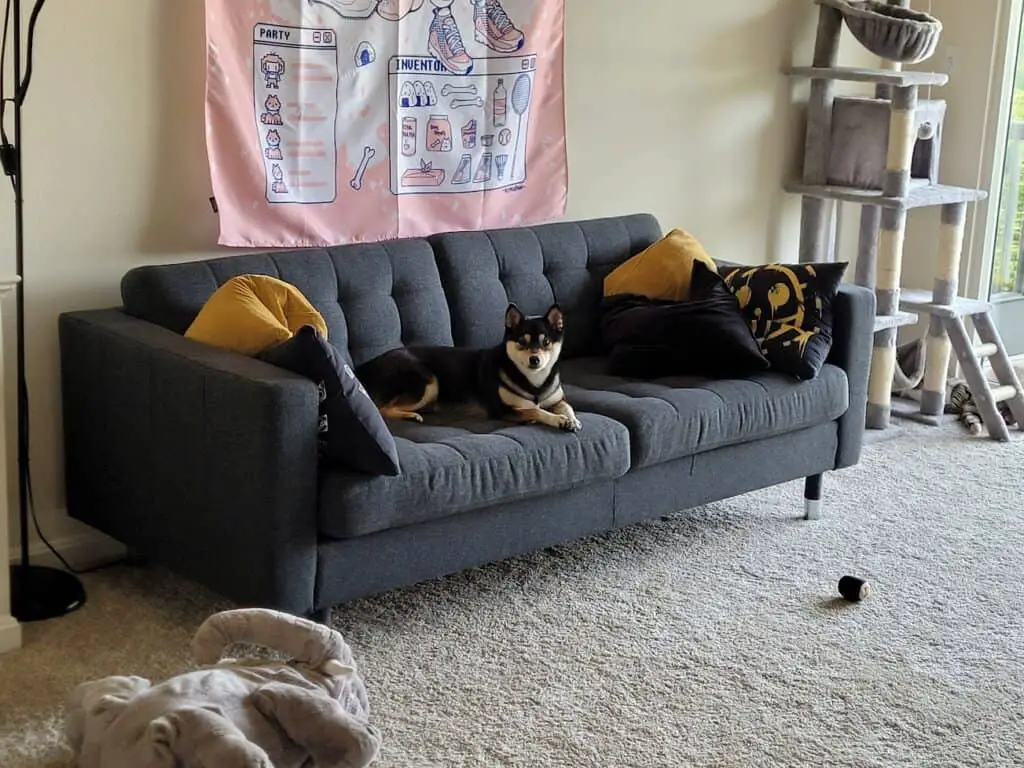 shiba inu laying on a couch ignoring commands