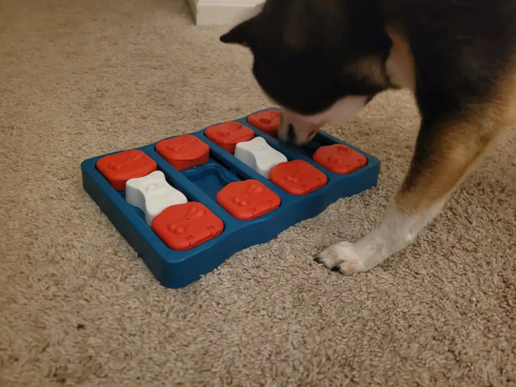 shiba inu playing with a puzzle