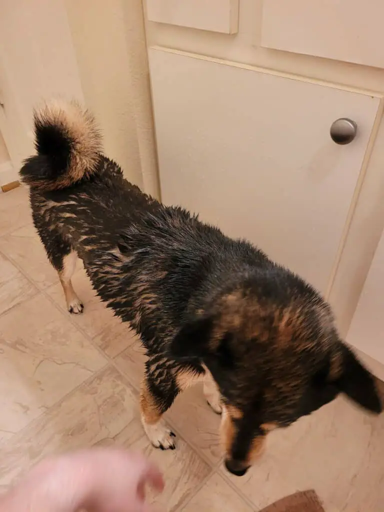 Shiba Inu being bathed