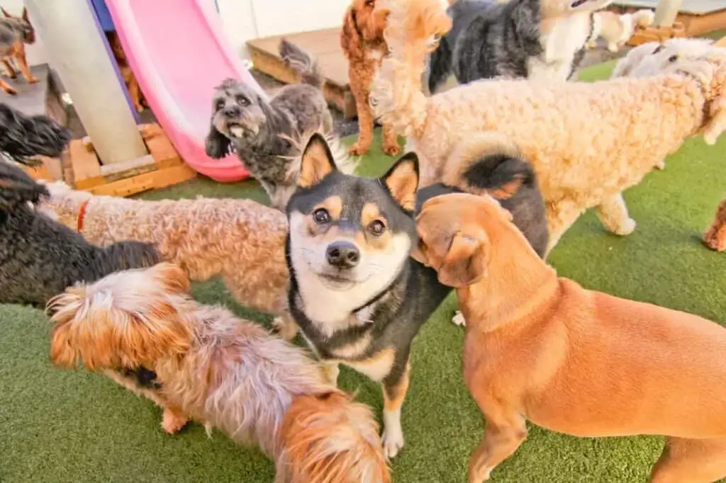 shiba inu socializing with other dogs