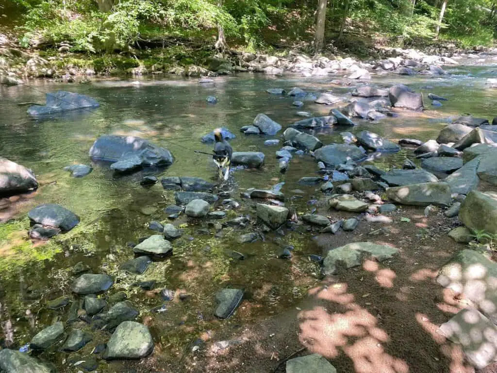 shiba inu near a stream in the summer