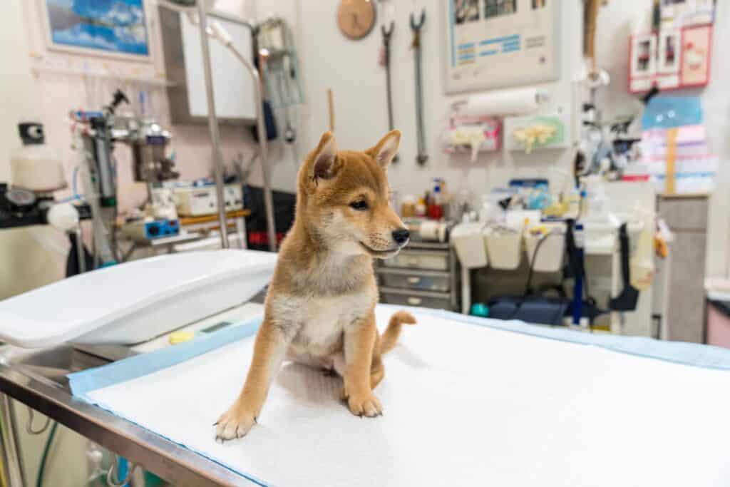 shiba inu puppy at the vet