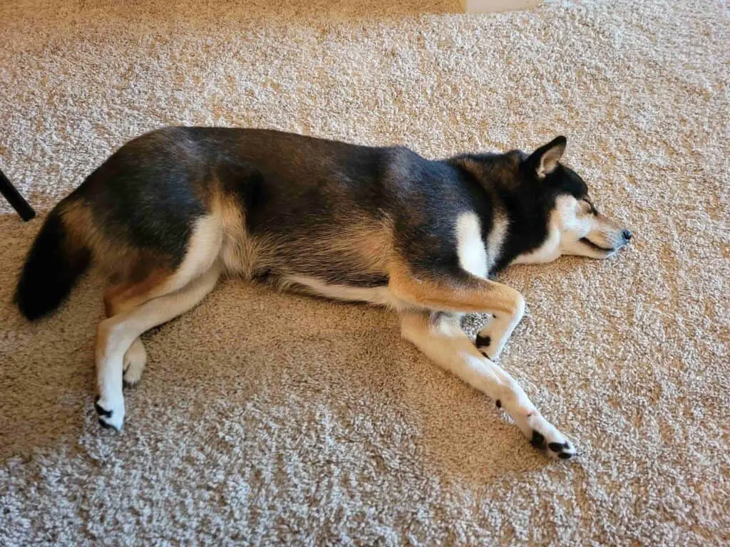 shiba inu sleeping on carpet