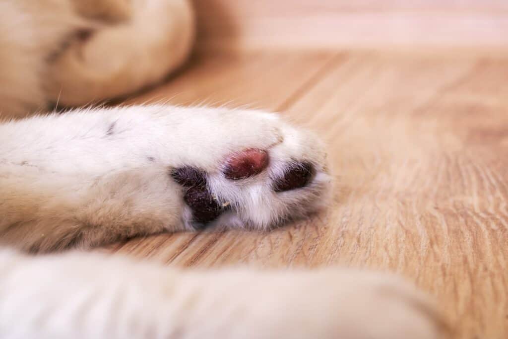 discolored paw pads