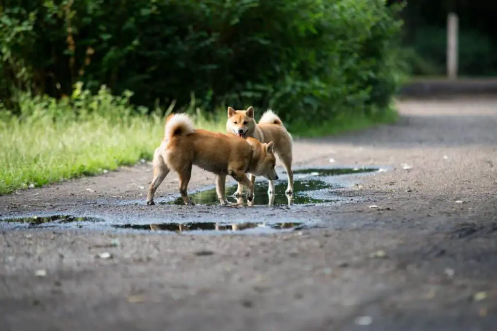 a pair of shiba inus playing in muddy water on a diry road