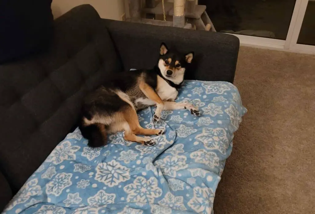 shiba inu napping on a couch