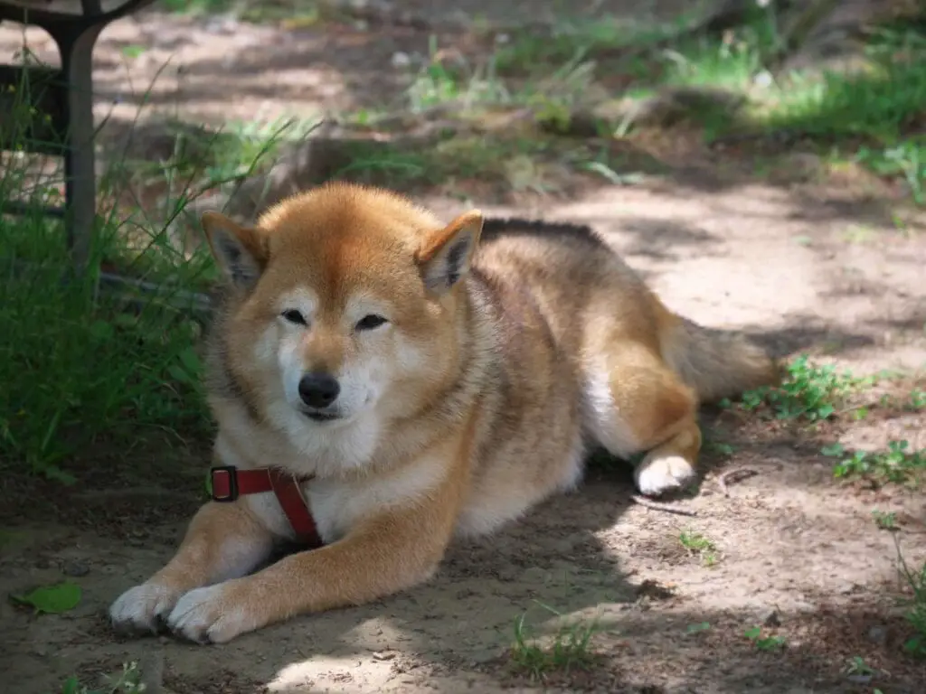 older shiba inu laying down on the ground