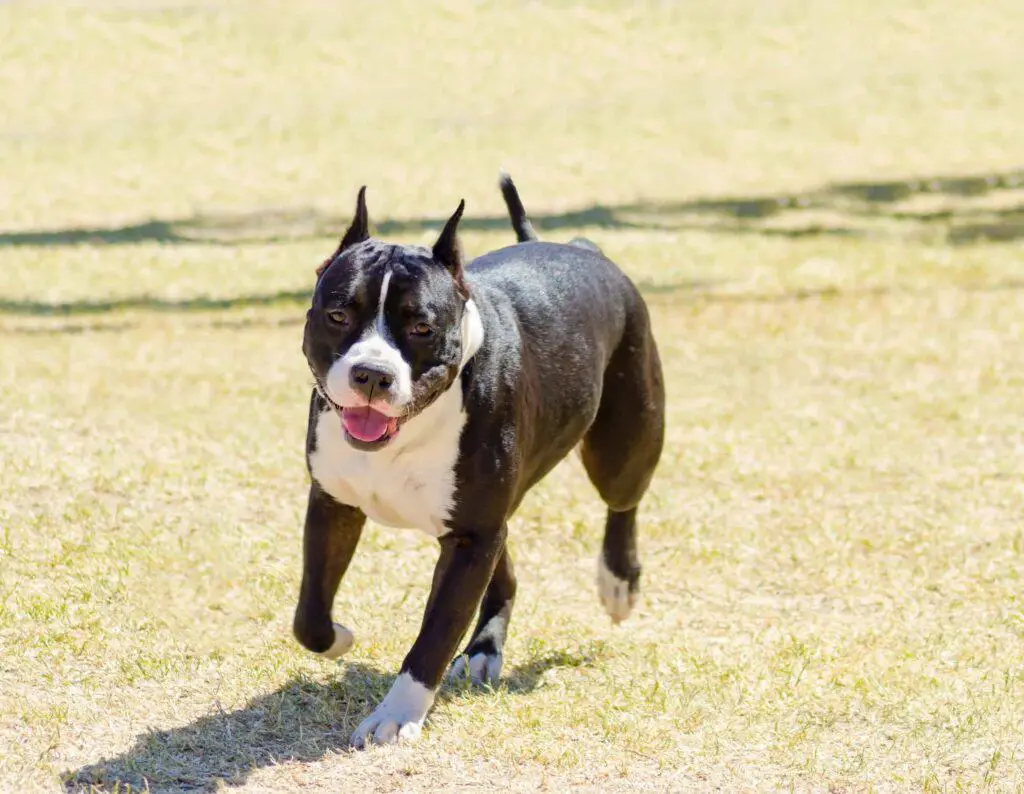 running pitbull