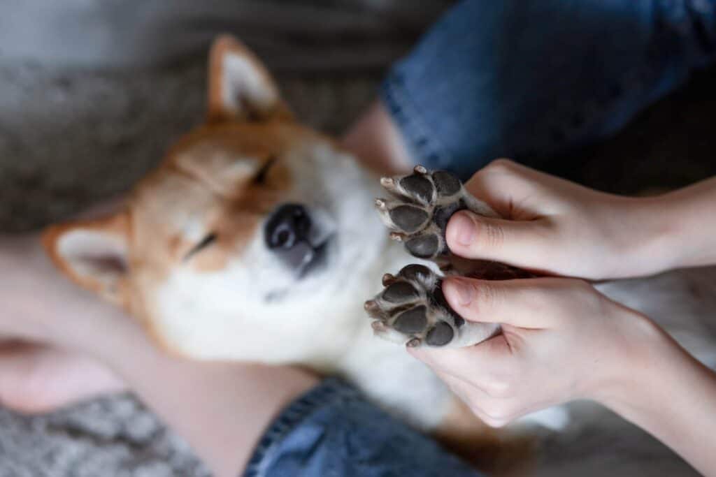shiba inu laying on the floor with their paws up in a woman's hands