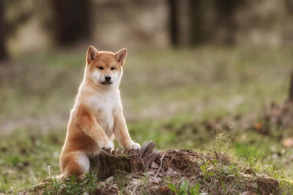 shiba inu puppy playing in dirt