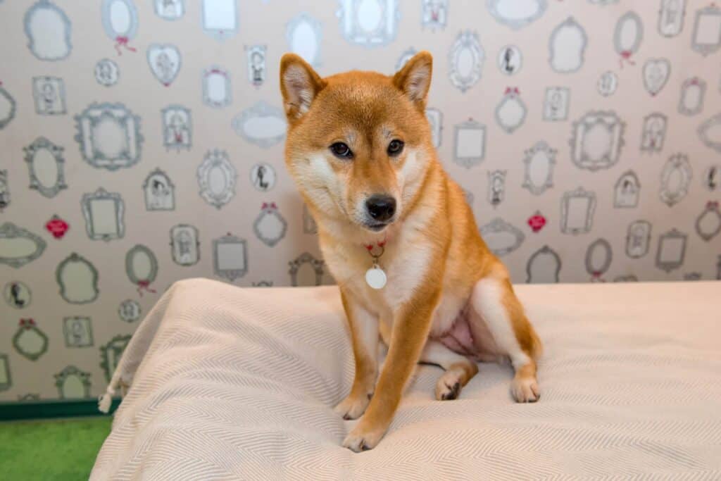 shiba inu sitting on a dog bed