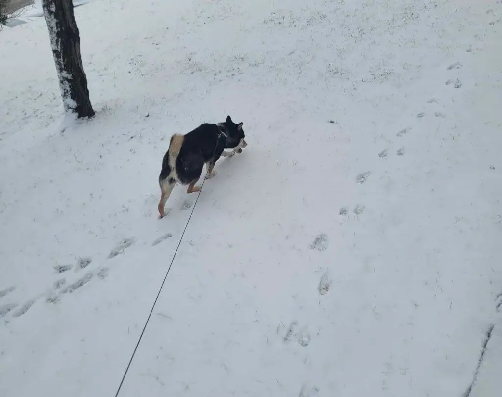 shiba inu walking in the snow
