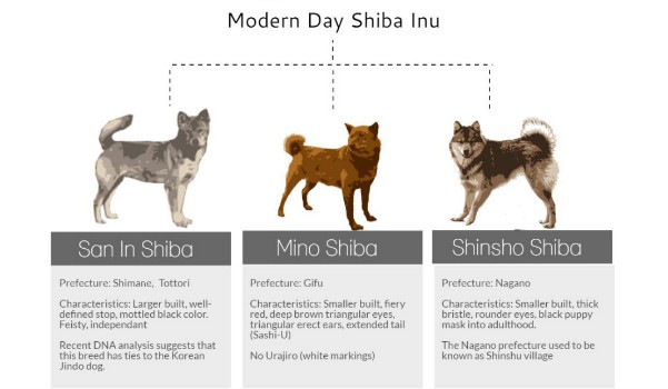 different types of shiba inus