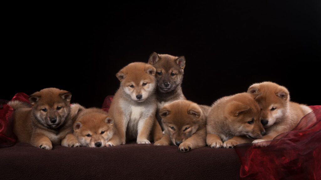 several shiba inu puppies