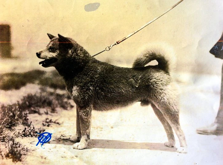 shiba inu in an old photograph