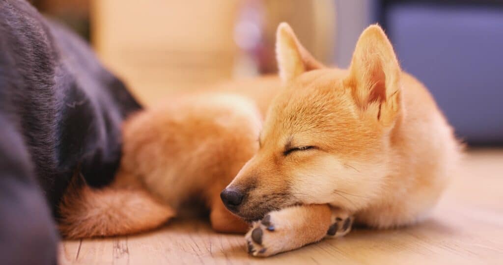 shiba inu puppy sleeping on the floor